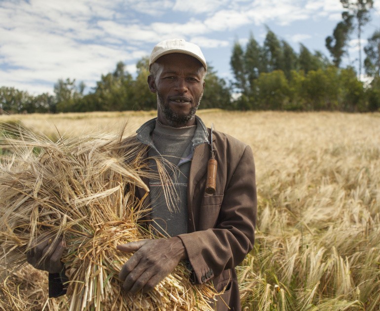 Barley farmer, Ethiopia. Icarda.
